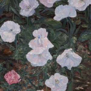 Gerrit Haverkamp - Papavers