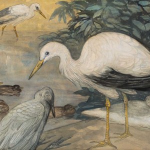 Theo van Hoytema - Watervogels